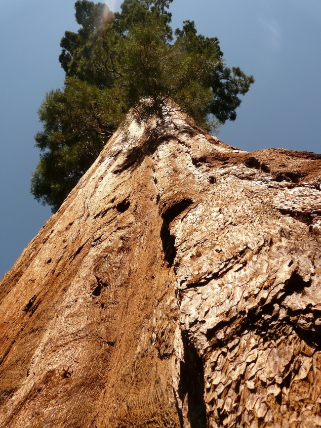 Illustration de l'article : 15 of the biggest living things found on Earth