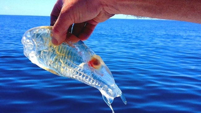 Illustration de l'article : 12 animals that are so rare, we bet you've never even seen them in a photo