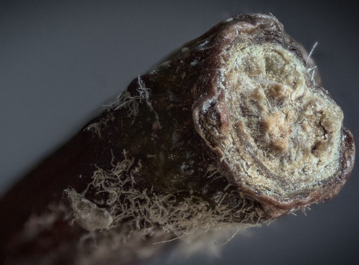 Illustration de l'article : 16 fascinating microscope photos that show off mesmerizing details 