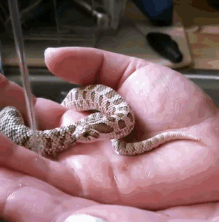 Illustration de l'article : 20 photos that will surely help you get over your fear of snakes