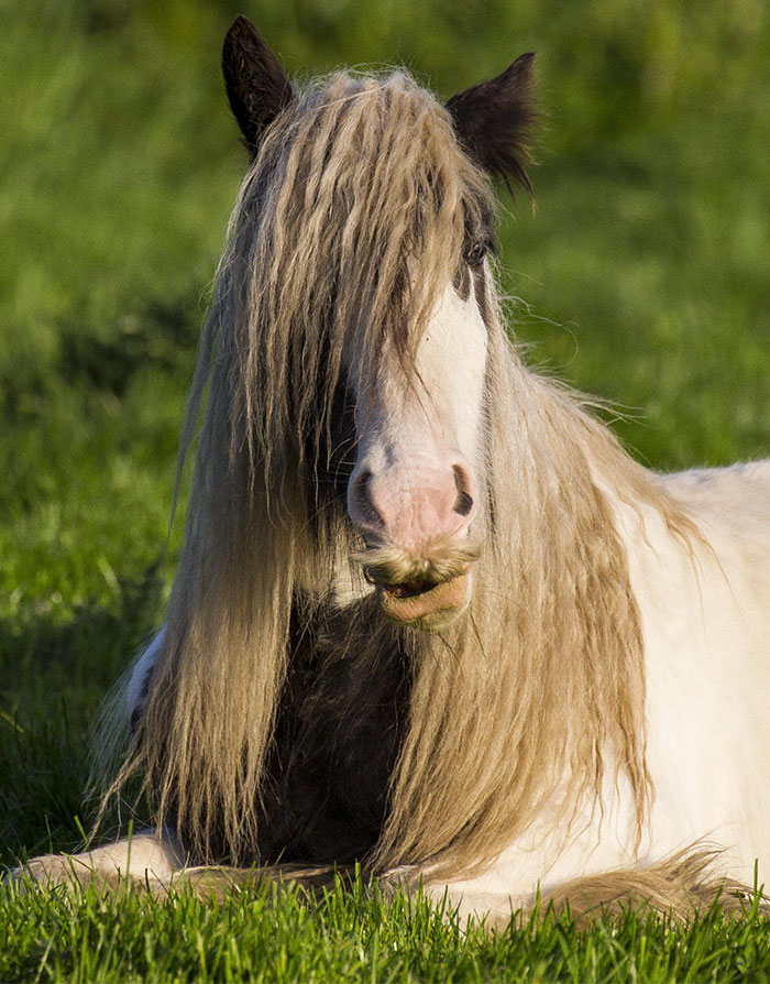 Illustration de l'article : 20 unusual photos of horses with moustaches