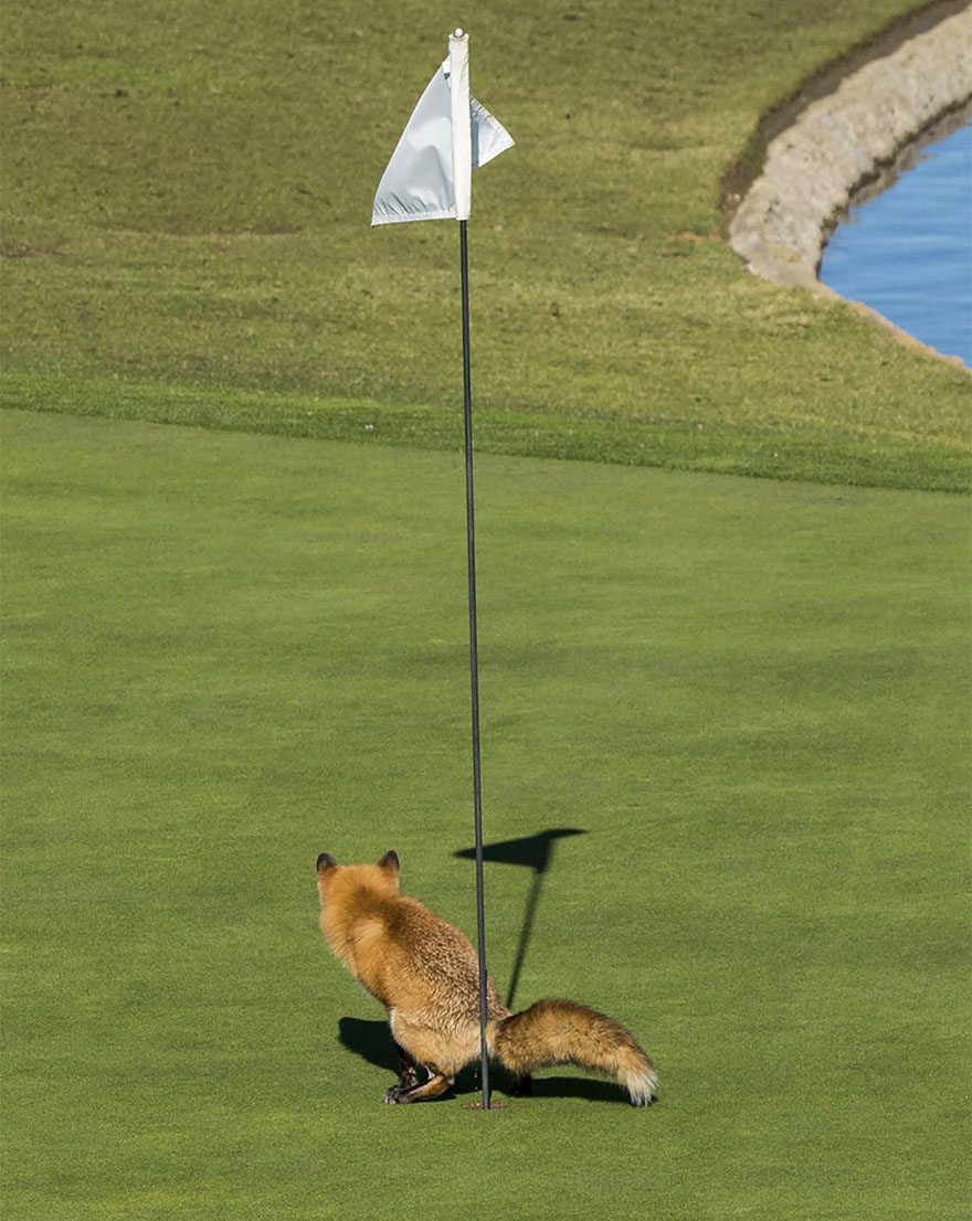 Illustration de l'article : 14 pictures of animals chosen as the funniest of the year
