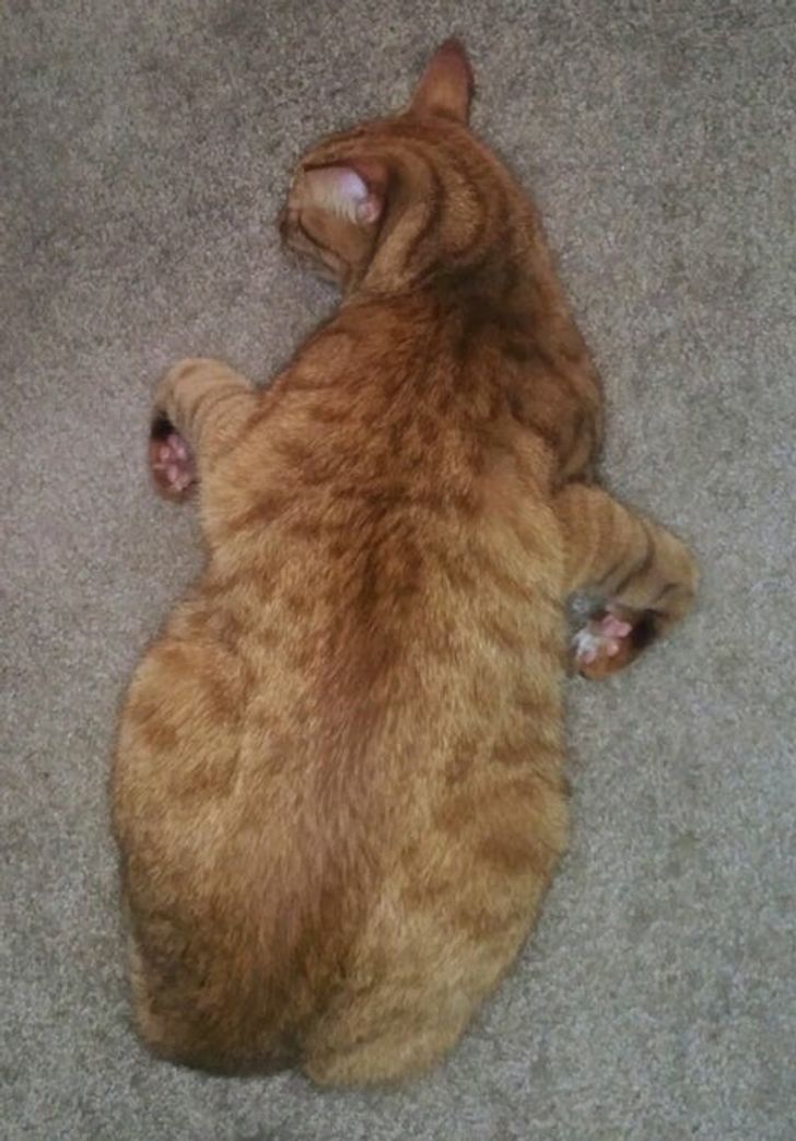 Illustration de l'article : 20 photos that show how tough life can be for a pampered pet