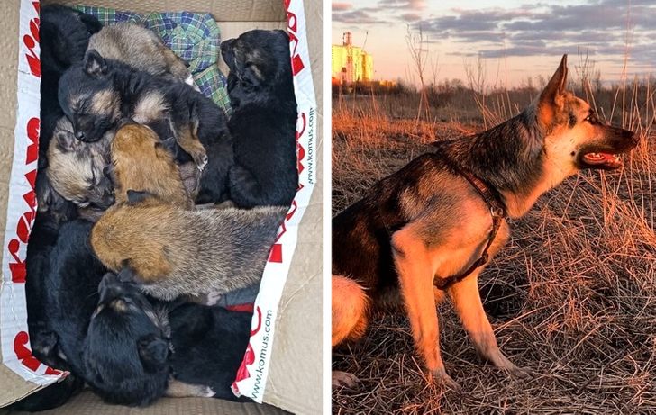 Illustration de l'article : 20 photos of dogs and cats that grew to be bigger than their owners expected