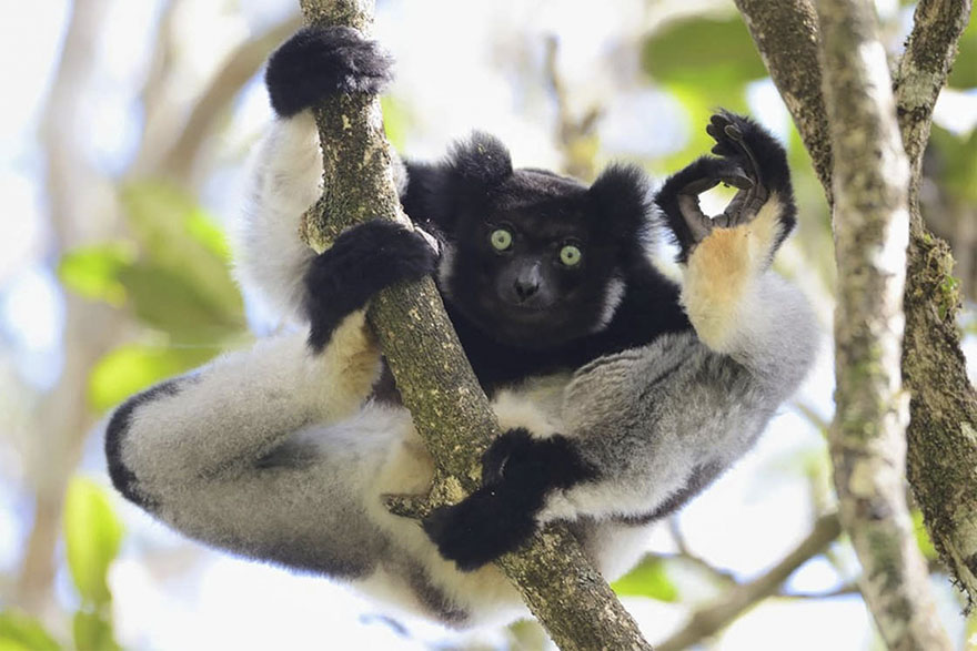 Illustration de l'article : 14 pictures of animals chosen as the funniest of the year