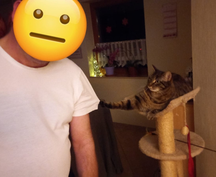 Illustration de l'article : 19 photos of cats that prove they make their own rules