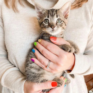 Illustration de l'article : Un chaton minuscule se transforme en un félin épanoui et rempli d’amour (vidéo)