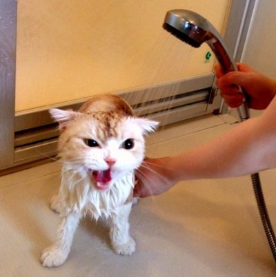 Illustration de l'article : 18 problems that anyone who has a cat experiences everyday