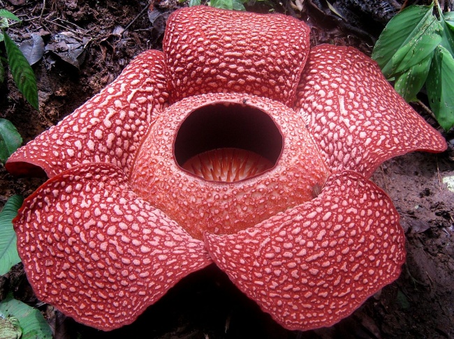Illustration de l'article : 15 of the biggest living things found on Earth
