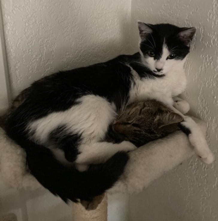 Illustration de l'article : 19 photos of cats that prove they make their own rules