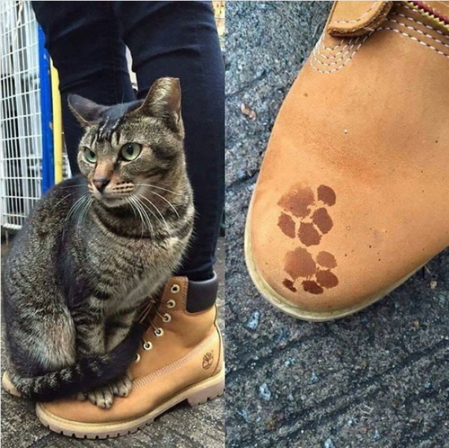 Illustration de l'article : 22 photos that prove cats really are a law unto themselves