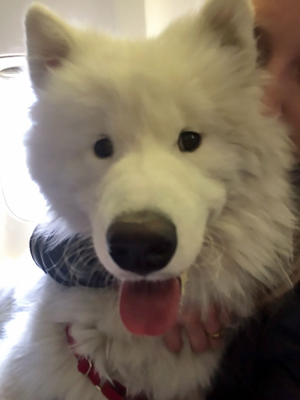 Illustration de l'article : 20 super-cute photos of animals traveling on planes