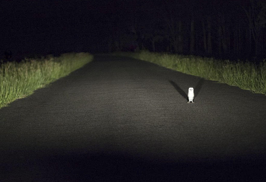 Illustration de l'article : 14 pictures of animals chosen as the funniest of the year