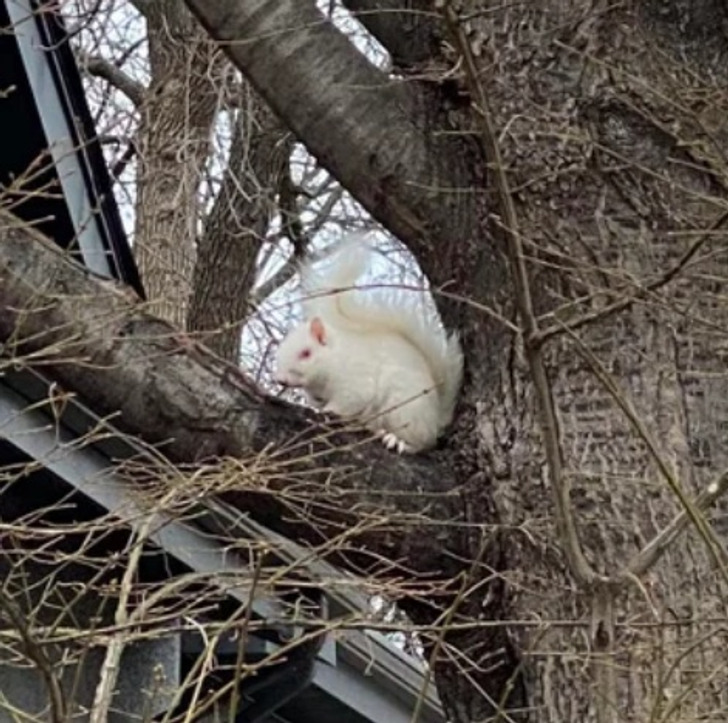 Illustration de l'article : 18 once in a lifetime occurrences that netizens snapped and shared