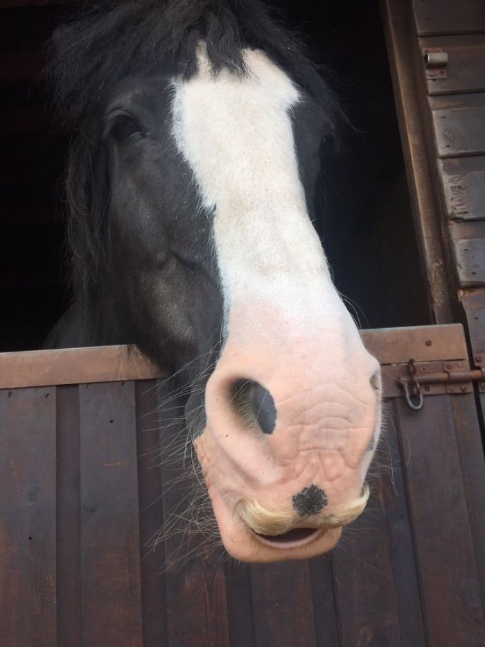 Illustration de l'article : 20 unusual photos of horses with moustaches