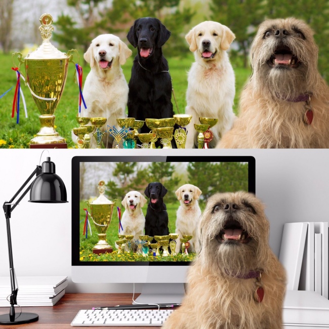 Illustration de l'article : 26 snaps that prove how deceptive photos can be!