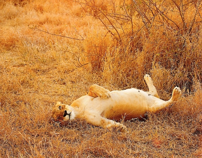 Illustration de l'article : 15 absolutely beautiful animal mothers