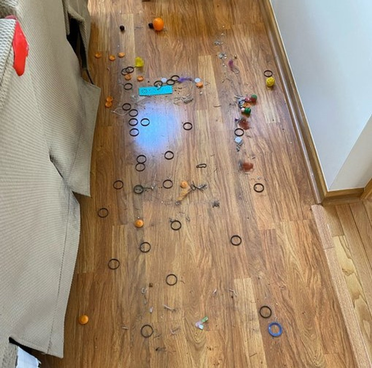 Illustration de l'article : 19 photos of cats that prove they make their own rules