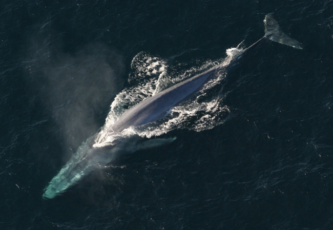 Illustration de l'article : 15 of the biggest living things found on Earth
