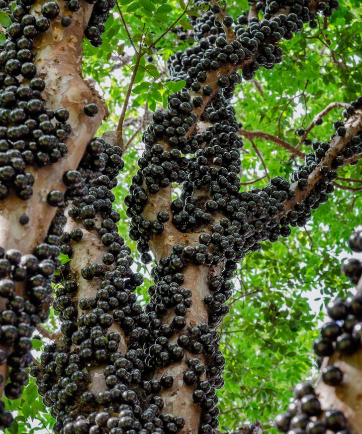 Illustration de l'article : 16 photos that illustrate the beauty and originality of nature