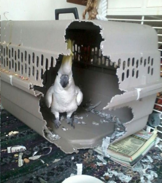 Illustration de l'article : 18 animals that were caught in the act