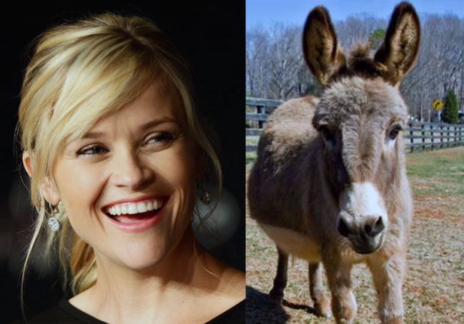 Illustration de l'article : Which of these 12 celebrity pets is the most unusual?