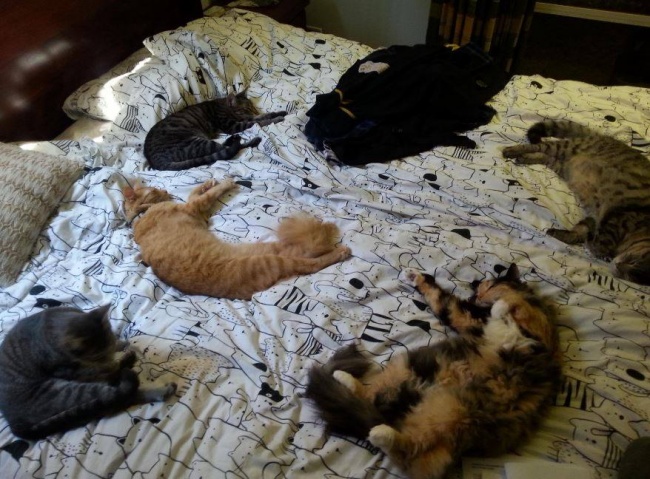 Illustration de l'article : 15 images that show how life with a cat can sometimes be complicated