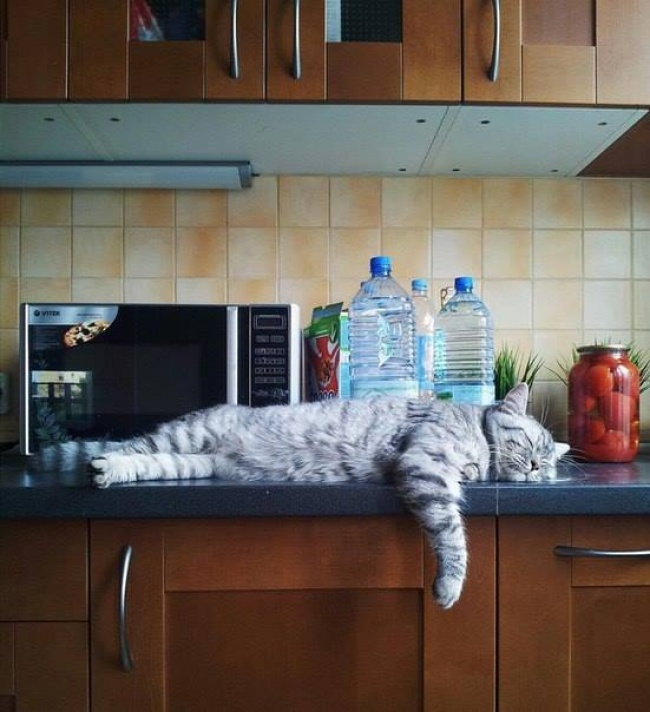 Illustration de l'article : 15 images that show how life with a cat can sometimes be complicated