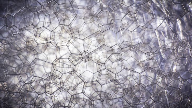 Illustration de l'article : 16 fascinating microscope photos that show off mesmerizing details 