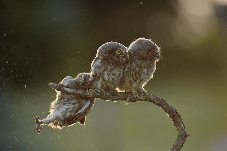 Illustration de l'article : 14 pictures of animals chosen as the funniest of the year
