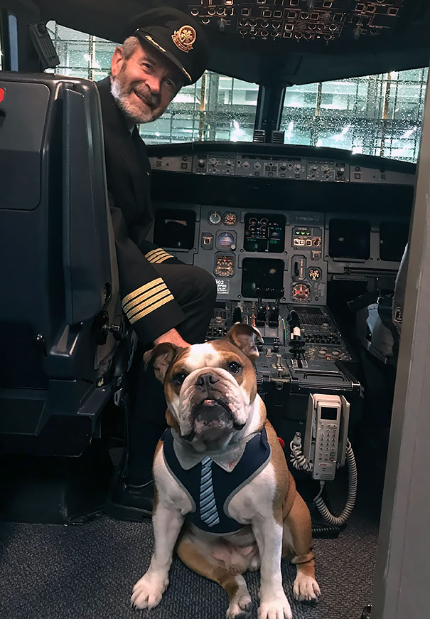Illustration de l'article : 20 super-cute photos of animals traveling on planes