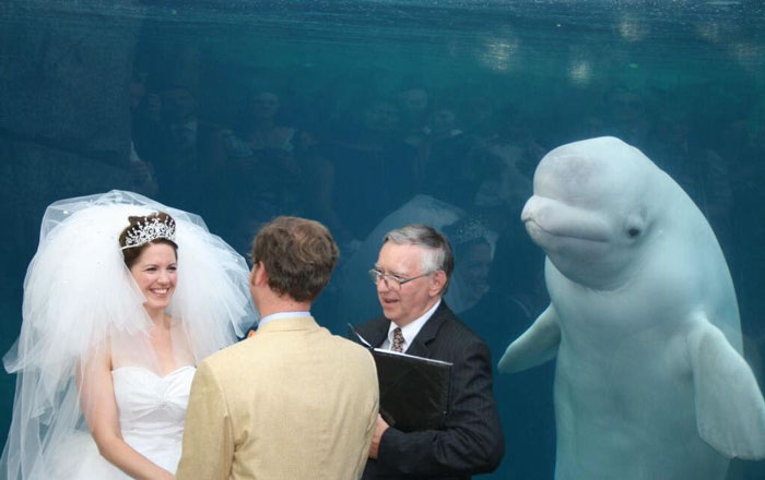 Illustration de l'article : 20 hilarious wedding photobombs that crowned the newlyweds' special day