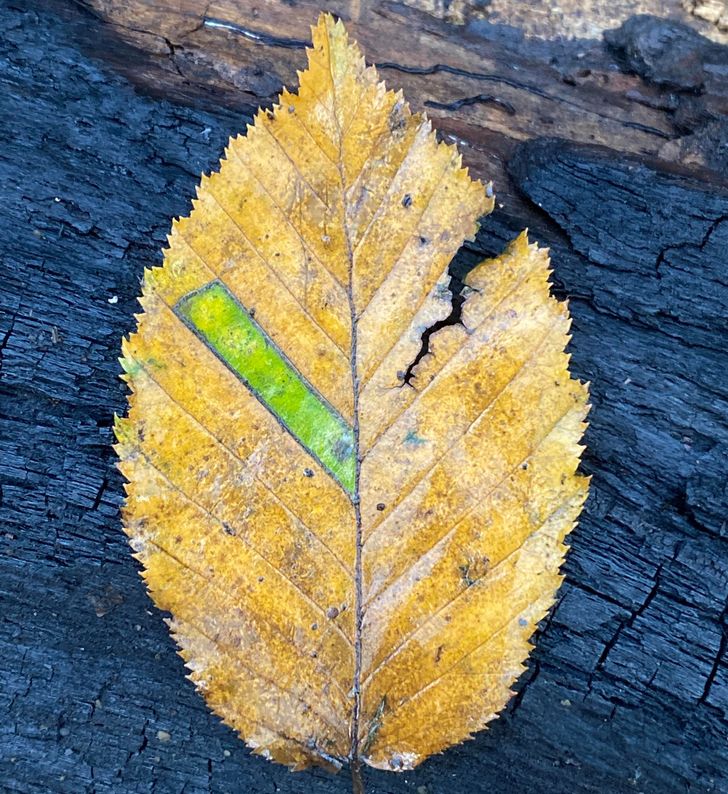 Illustration de l'article : 16 photos that illustrate the beauty and originality of nature