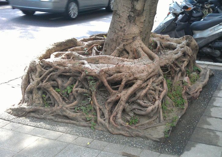 Illustration de l'article : 16 photos that illustrate the beauty and originality of nature