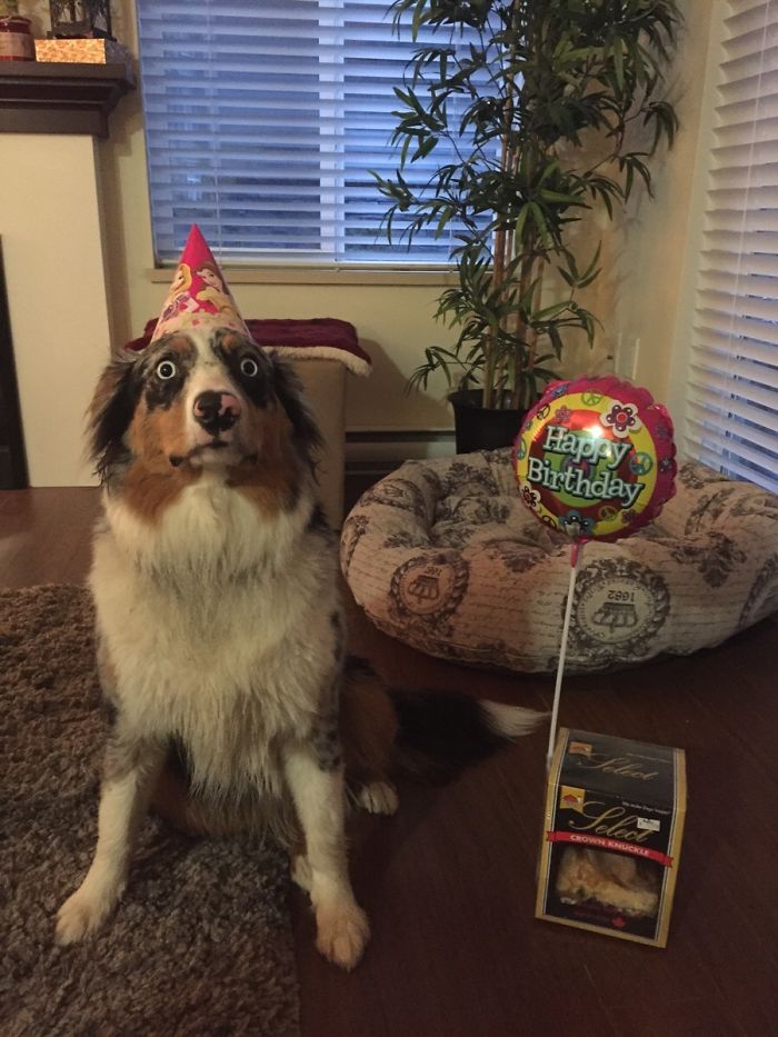Illustration de l'article : 20 adorable photos of Australian Shepherd dogs